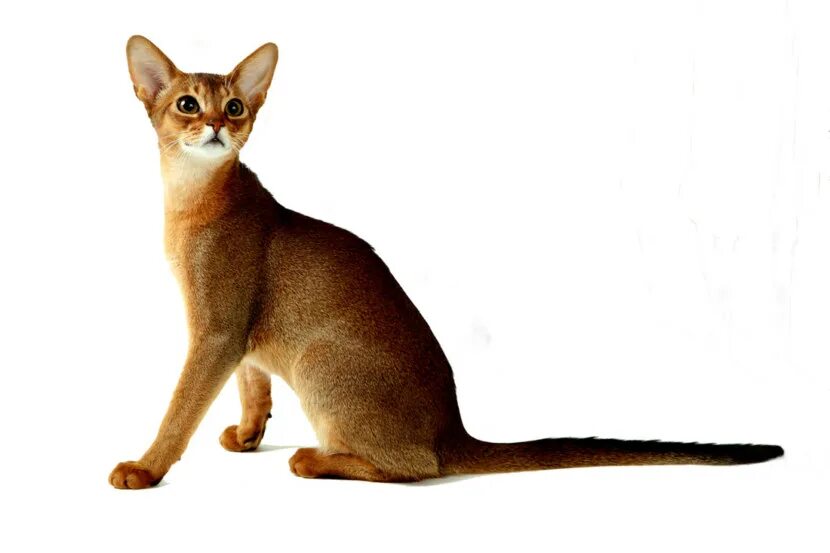 Рассмотрите фотографию кошки породы абиссинская и выполните. Абиссинская кошка. Кот породы абиссинец. Тонкинская Абиссинская. Симба абиссинец.