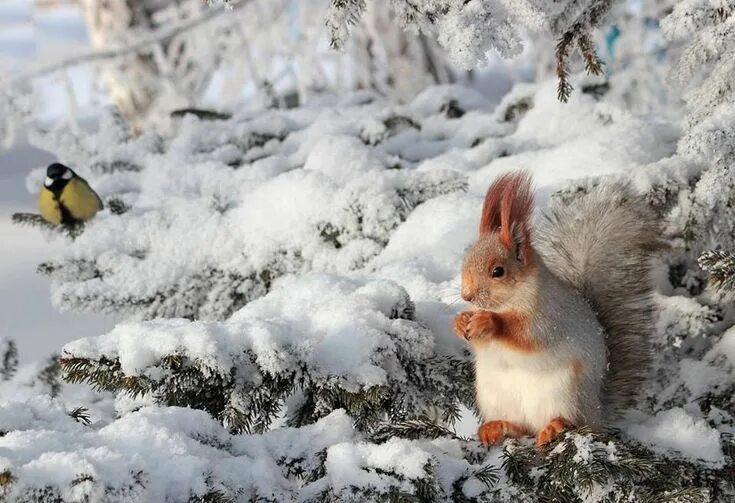Животные зимой картинки Белки хозяйственные и не очень Cute squirrel, Animals beautiful, Cute animals