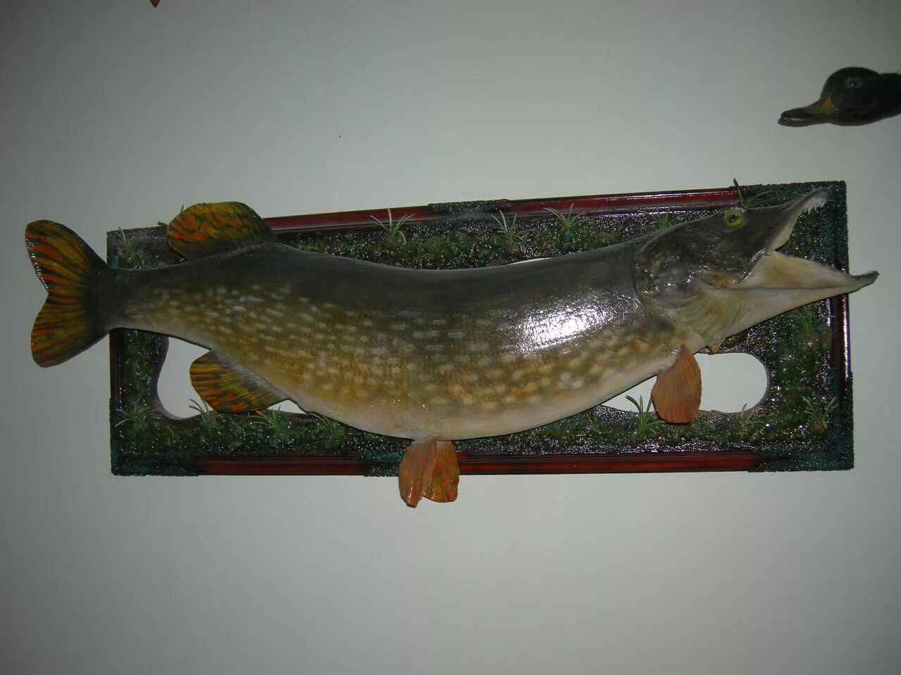 поделка щука. как сделать щуку без. фаршированная щука по-еврейски. как сделать щуку без. щука муляж.