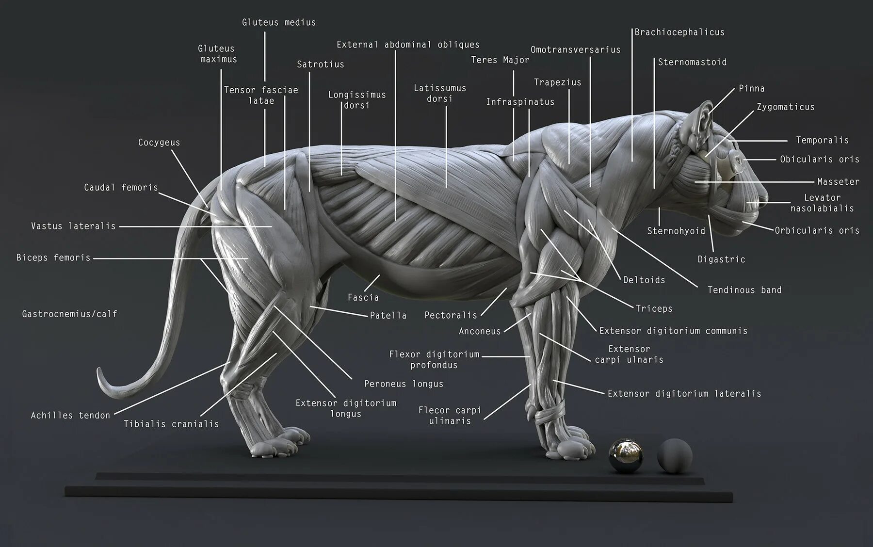 Мускулатура млекопитающих. Строение кота сбоку. Анатомия тигра сбоку. Строение мышц тигра. Анатомия мышц Льва.