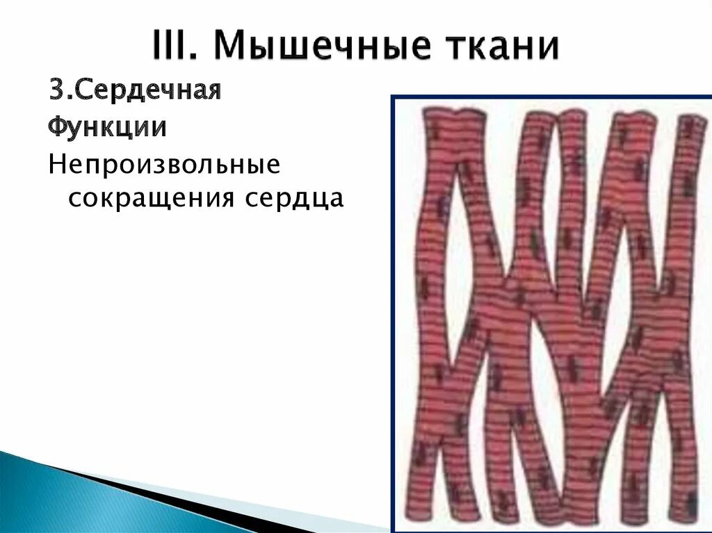 Поперечно-полосатая сердечная мышечная ткань. Поперечнополосатая сердечная мышечная ткань рисунок. Сердечной мышечной ткани. Сердечная мышечная ткань человека. Сердечная мышечная ткань рисунок