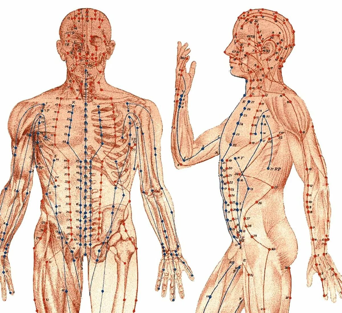 Меридианы человека китайская. Акупунктура меридианы китайская медицина. 12 Меридианов в китайской медицине. Акупунктурные точки на теле человека китайская медицина. Меридианы и точки акупунктуры человека.
