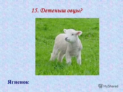 Ягненок это чей детеныш