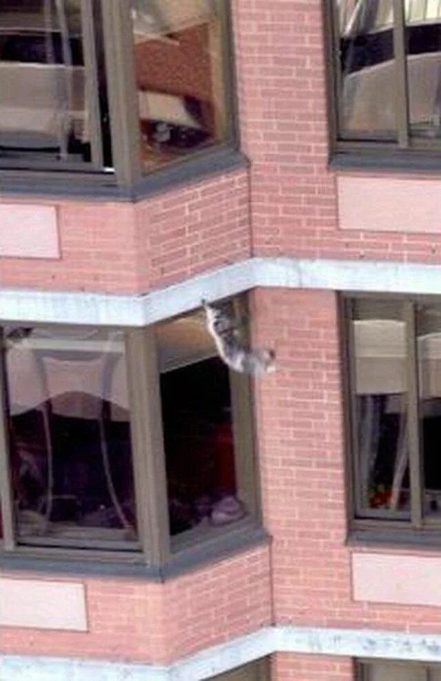 Кошка упала с 5 этажа. Кошка падает из окна. Кот упал с 9 этажа и выжил.
