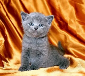 Шотландский прямоухий котенок