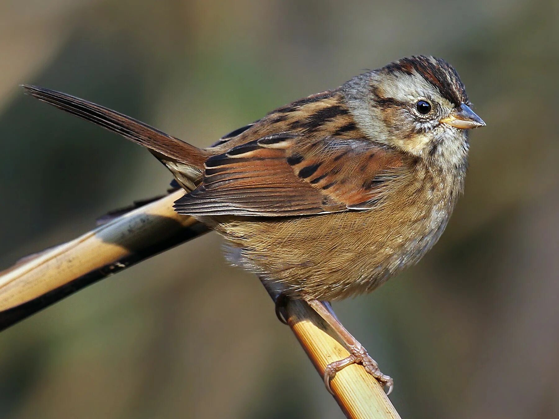 Воробьиные Воробьинообразные. Лесные птички отряда воробьиных. Swamp Sparrow. Отряд певчие воробьиные.