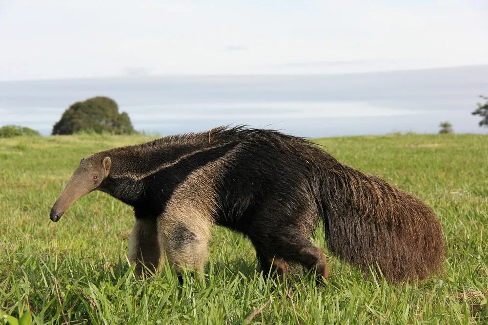 Южноамериканский муравьед. Гигантский муравьед. Anteater муравьед. Гигантский муравьед крупнейший хищник Южной Америки.