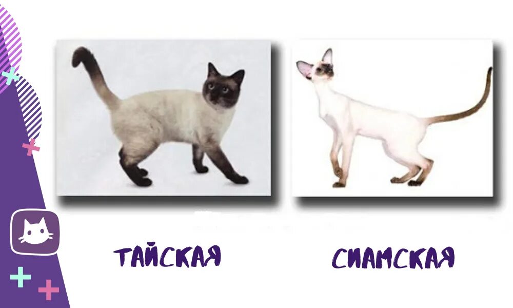 Тайская и Сиамская кошка отличия. Разница кошки сиамские и тайские различия. Тайские и сиамские кошки различия. Тайский и сиамский кот отличия.