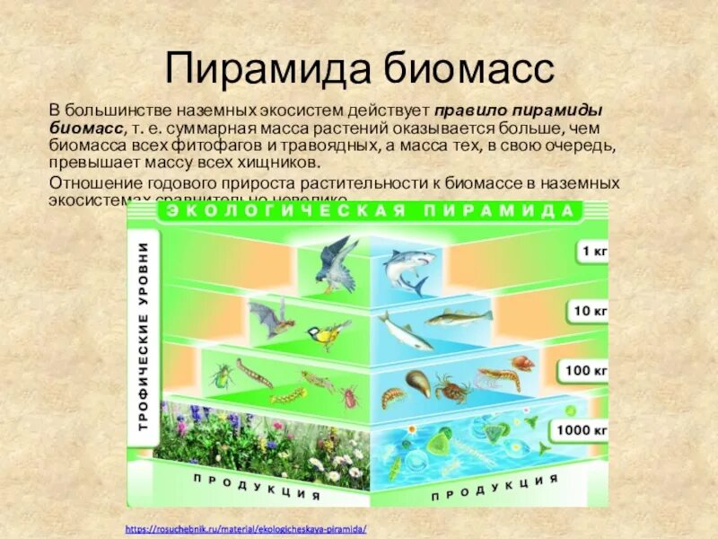 Разнообразие и биомасса