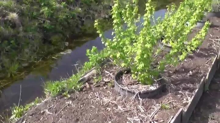 Когда поливать смородину горячей водой. Смородину кипятком. Ошпаривание смородины кипятком. Поливать кипятком смородину. Обливаем смородину кипятком весной.