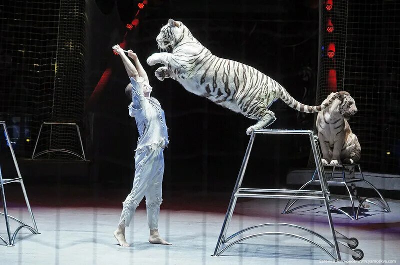 Успешный оратор. Дурацкий конкурс талантов. Дирижера, густаво дудамеля. Жирик смеется. Оркестр праги.