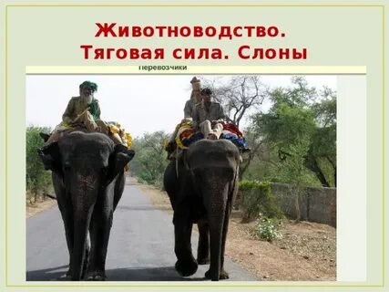 Усилие животный