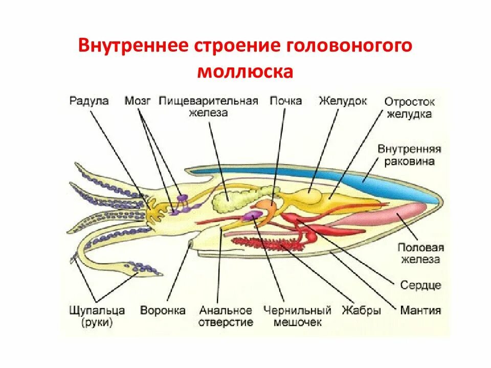 Моллюски внутренний скелет. Пищеварительная система головоногих моллюсков схема. Строение головоногих моллюсков. Внутреннее строение головоногих. Внутреннее строение моллюска пищеварительная система.