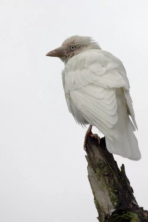 Как выглядит белый ворон 40 Extremely Beautiful Pictures of Albino Animals Albino animals, Rare animals,