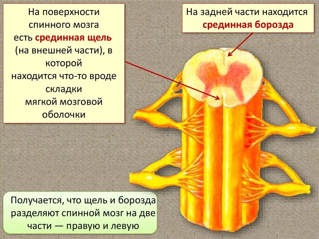 Передняя трещина. Задняя срединная борозда спинного мозга. Наружное строение спинного мозга поверхности борозды. Борозды на передней поверхности спинного мозга. Передняя и задняя продольные борозды спинного мозга.