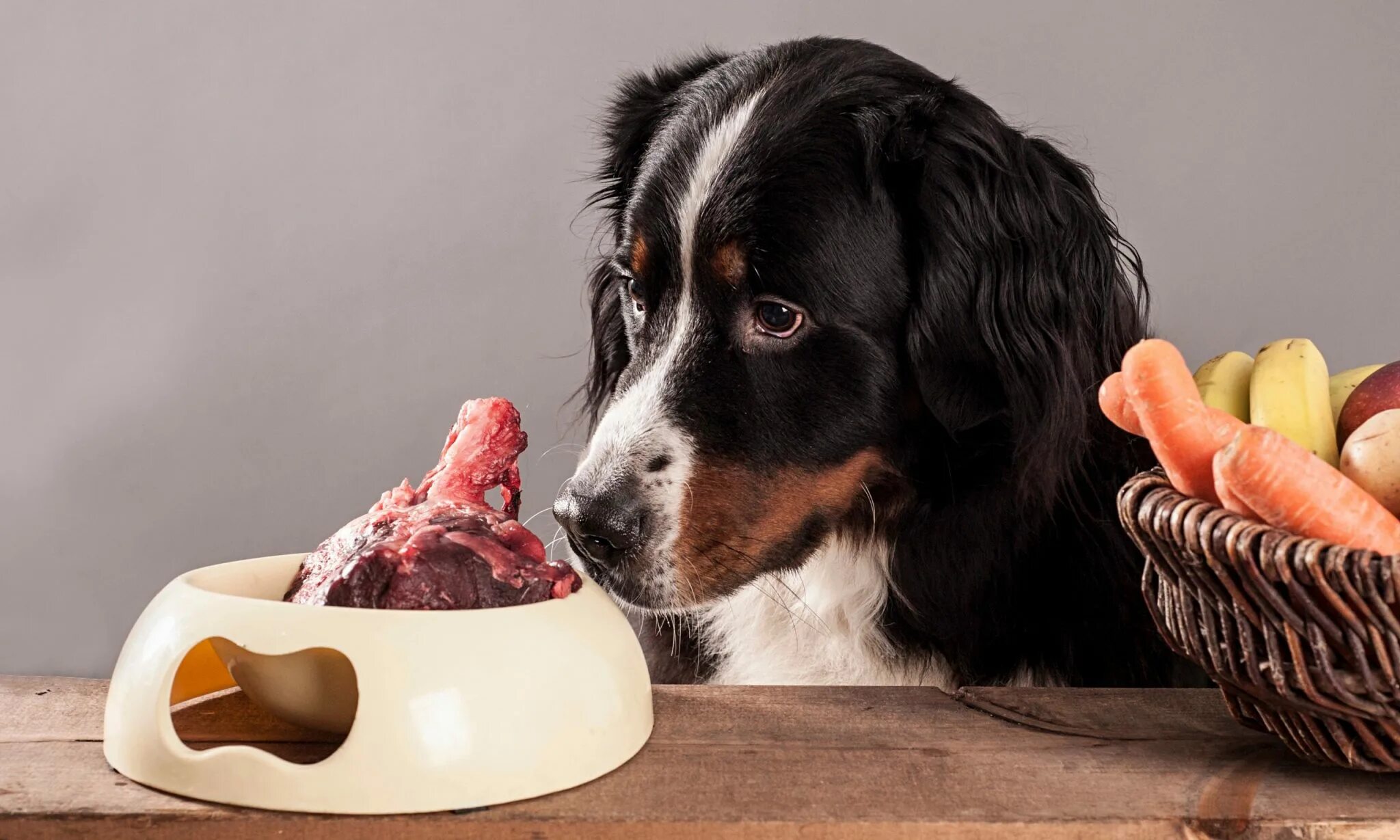 Еда для собак. Миска с едой для собаки. Диетотерапия животных. Лакомства для собак.