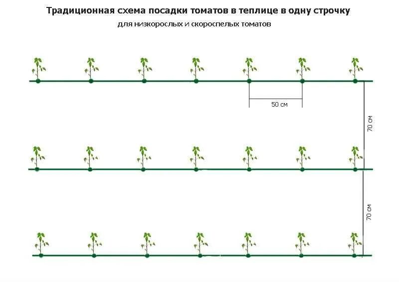 Схема посадки томатов в теплице