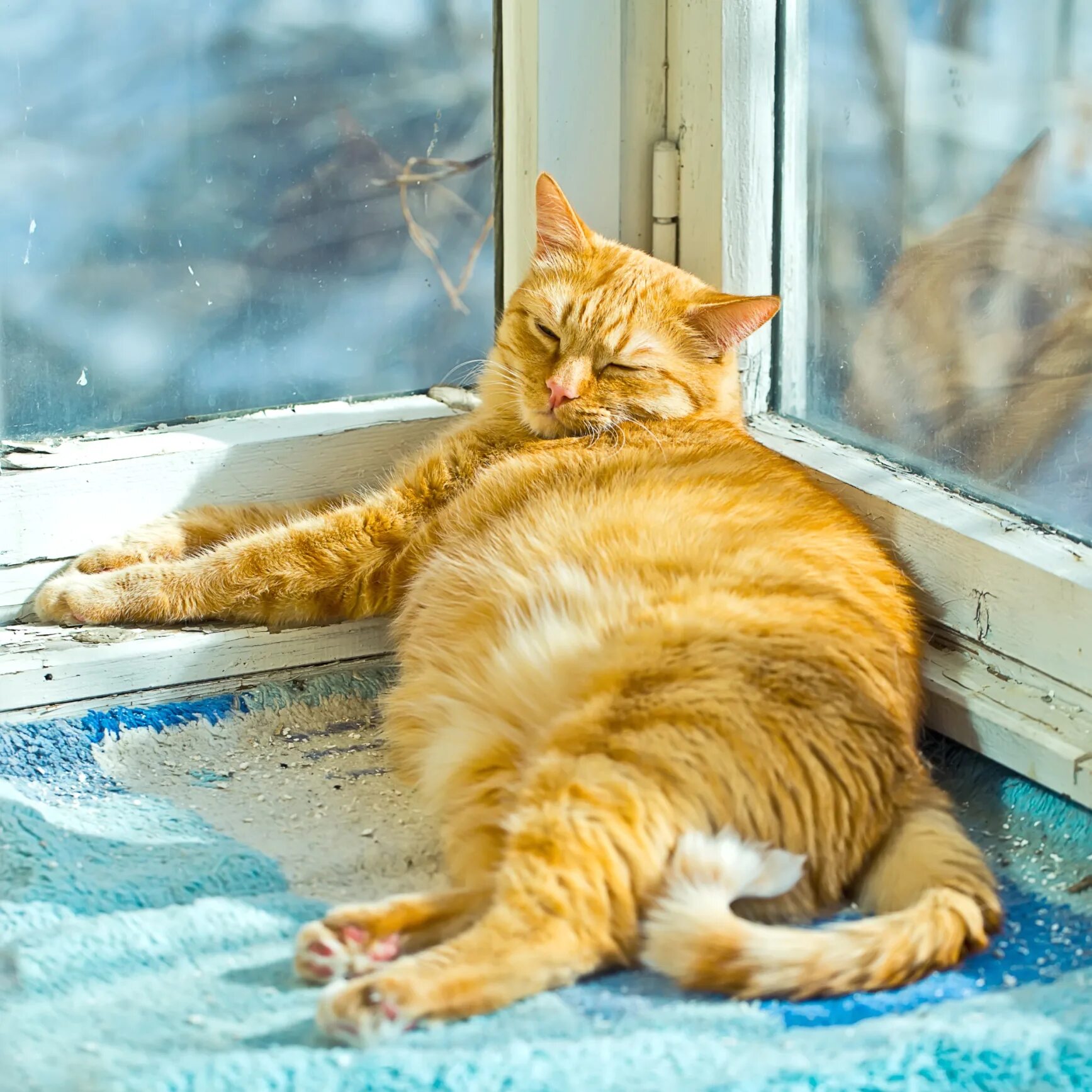 Коты весной. Она грелась на весеннем солнышке. Рыжий кот на подоконнике. Кошка на солнышке. Она грелась на весеннем солнышке.