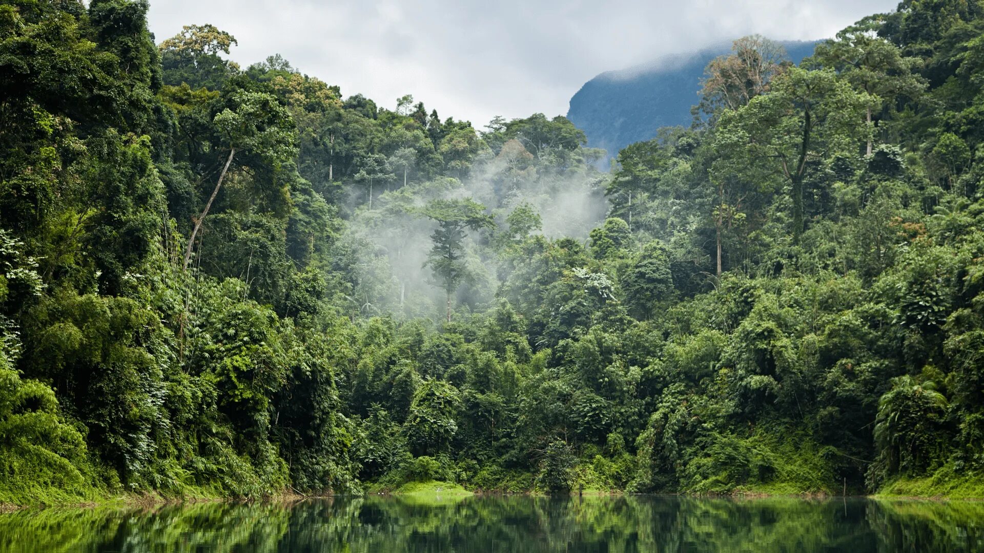 Amazon borneo congo. Сельва амазонки, Южная Америка. Бразилия тропические леса Сельва. Тропические дождевые леса Амазонии. Тропические леса амазонки в Бразилии.