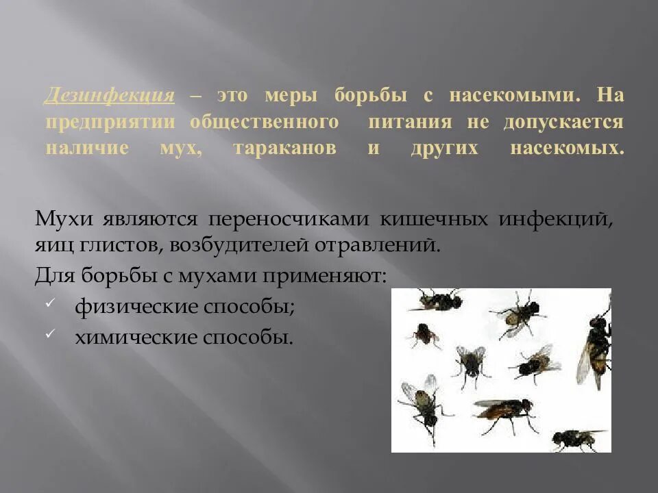 Борьба с переносчиками заболеваний. Меры борьбы с насекомыми. Мероприятия по борьбе с насекомыми. Мухи являются переносчиками. Мухи переносчики инфекций.