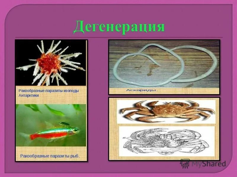Общая дегенерация примеры. Общая дегенерация у животных. Дегенерация у рыб. Дегенерация примеры у животных и растений.