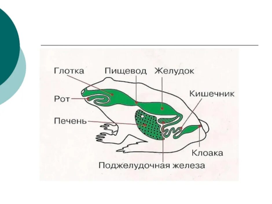 Земноводные печень. Пищеварительная система земноводных схема. Органы пищеварительной системы земноводных. Схема строения пищеварительной системы земноводных. Пищеварительная система земноводных 7 класс биология.