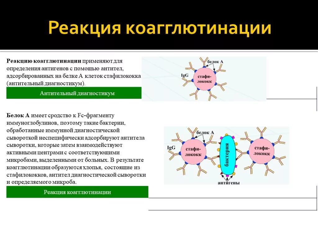 Токсины антигены. Реакция коагглютинации в микробиологии. Реакция коагглютинации механизм. Реакция коагглютинации схема. Реакция коагглютинации учет результатов.