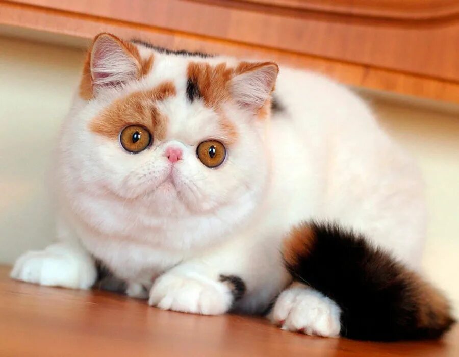 Pin on CATS & KITTENS (3)