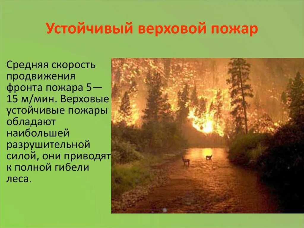 Подземный пожар и верховой. Устойчивый верховой пожар. Верховой пожар в лесу. Верховой пожар скорость. Устойчивый Лесной пожар.