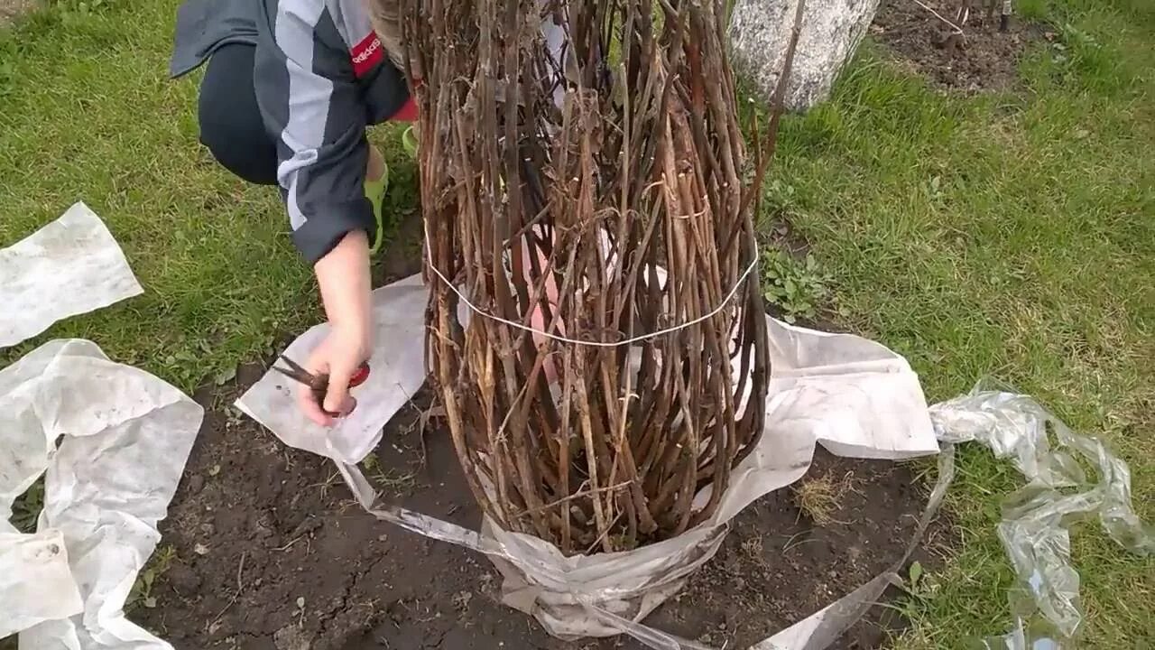Когда снимать укрытия с деревьев весной. Укрытие крупнолистной гортензии. укрытия для метельчатой гортензии. мульча для гортензии.