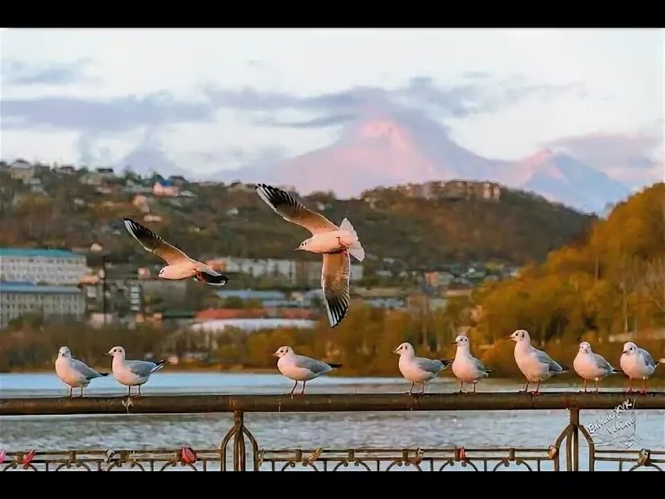 Калина мост камчатка