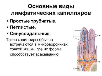 Всасывание лимфы