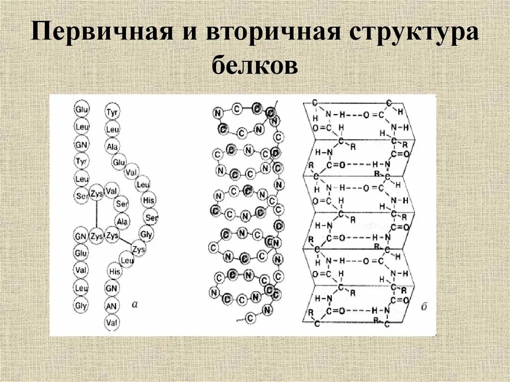 Вторичная структура какие связи. Первичная и вторичная структура белка. Строение вторичной структуры белка. Строение белков первичная структура вторичная. Бета слой вторичной структуры белка.