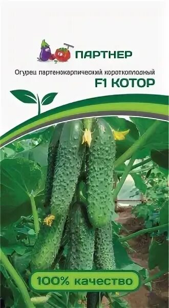 Фирма партнер сорта огурцов. Огурец котор f1. огурец котор f1 10шт семко. огурцы f1 фирма партнер. огурец шоша f1 5шт (партнер).
