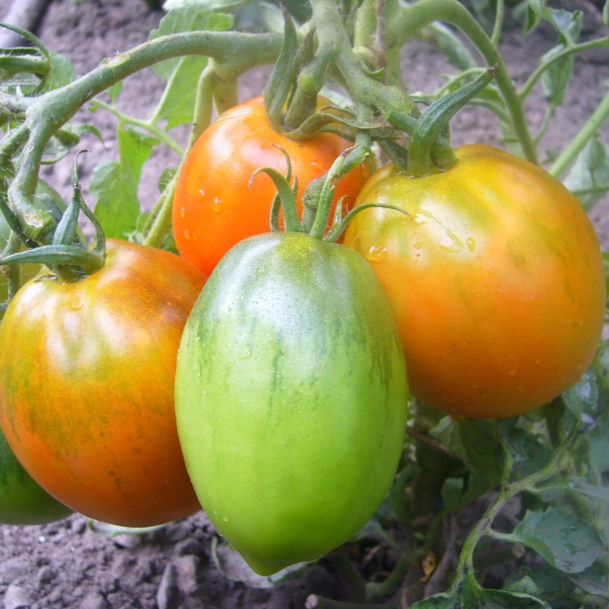 сорт помидор канопус. томат канопус семена алтая. томат канопус сибирский сад. томат канопус семена алтая. сорт помидор канопус.