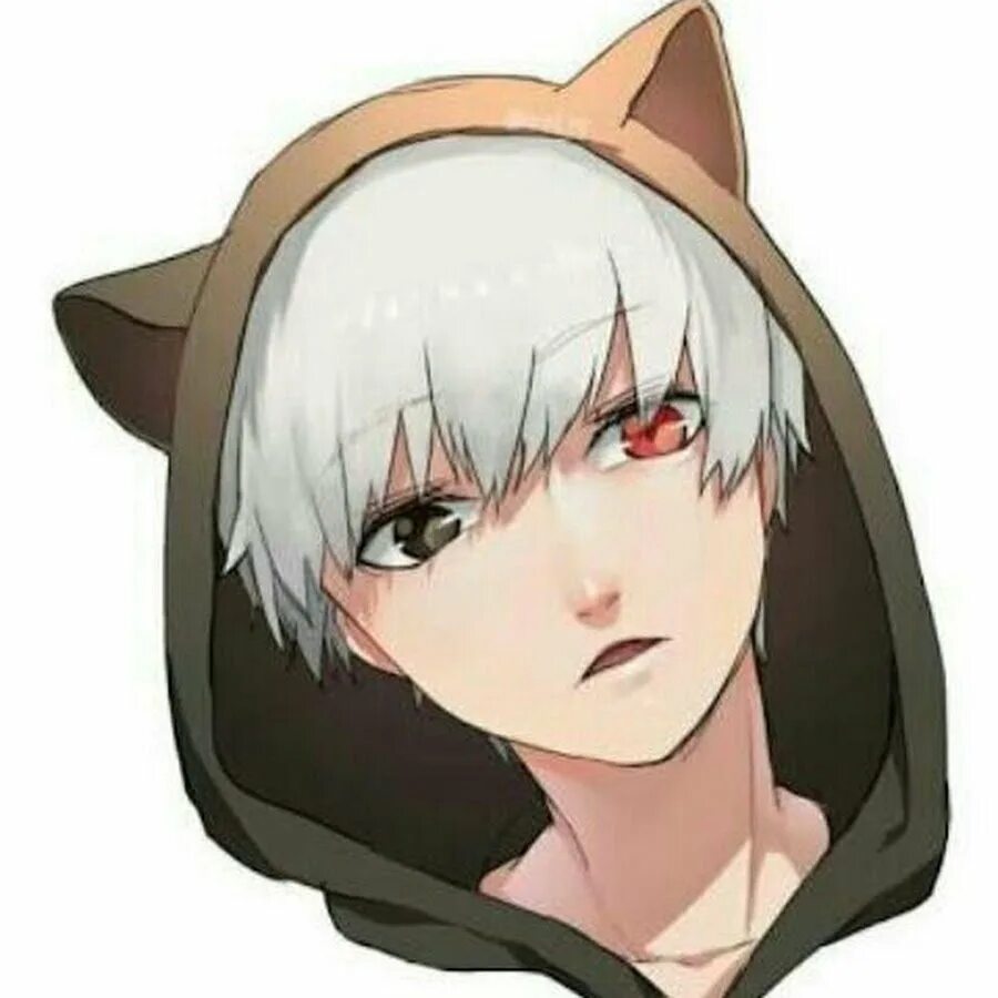 Кот гуль. Фото кота гуля. Токийский гуль канеки неко. Аниме чиби канеки кен. Кот гуль мем.