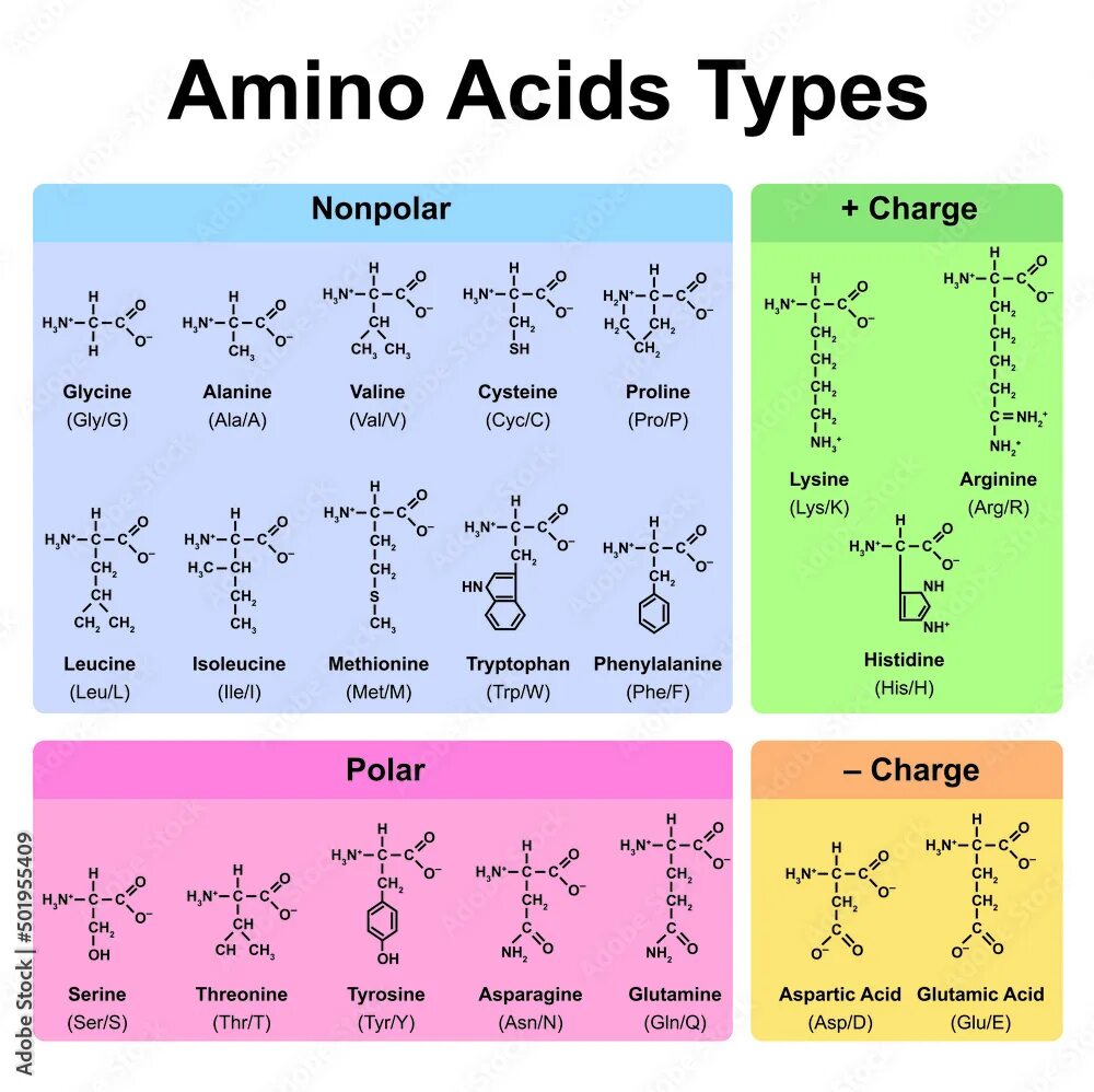 Acid type. Amino acids table. аминокислоты вектор. 20 common amino acids.