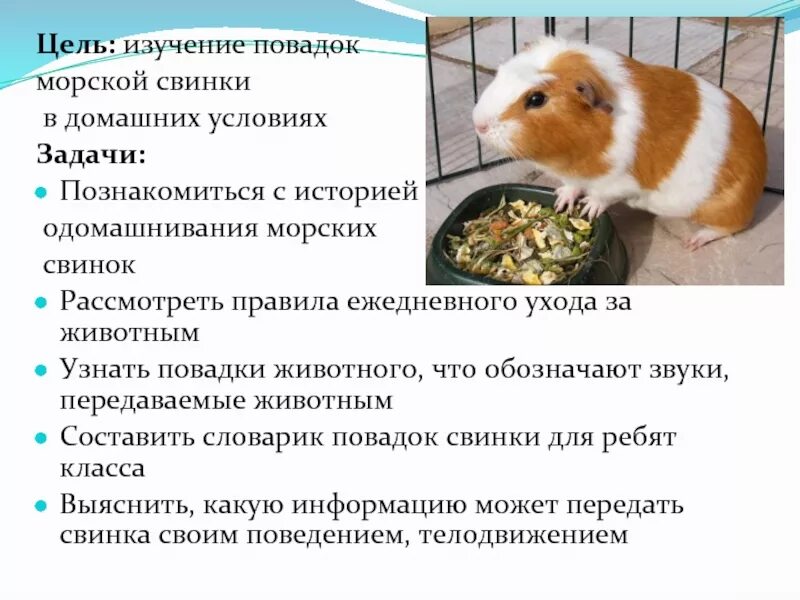 Что нужно для содержания морской свинки. Факты о морских свинках. содержание морских свинок в домашних условиях. морские свинки издают звуки. систематика морской свинки.