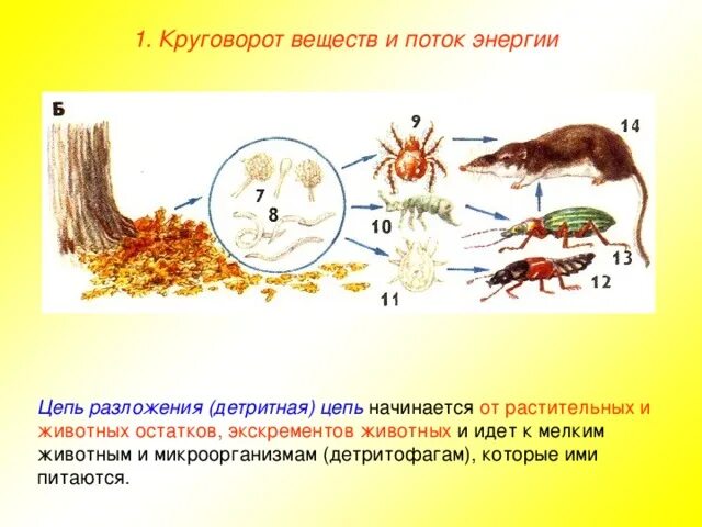 Приведите примеры детритных пищевых цепей. Круговорот веществ и поток энергии. Цепь разложения детритная. Круговорот веществ в экосистеме. Круговорот веществ и поток энергии в экосистеме.