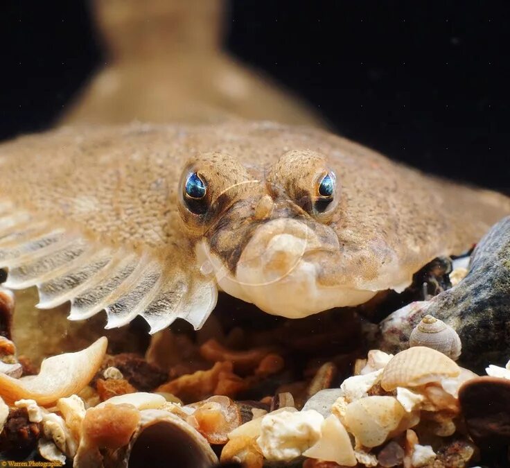 File:A flounder on the floor.JPG - Wikimedia Commons