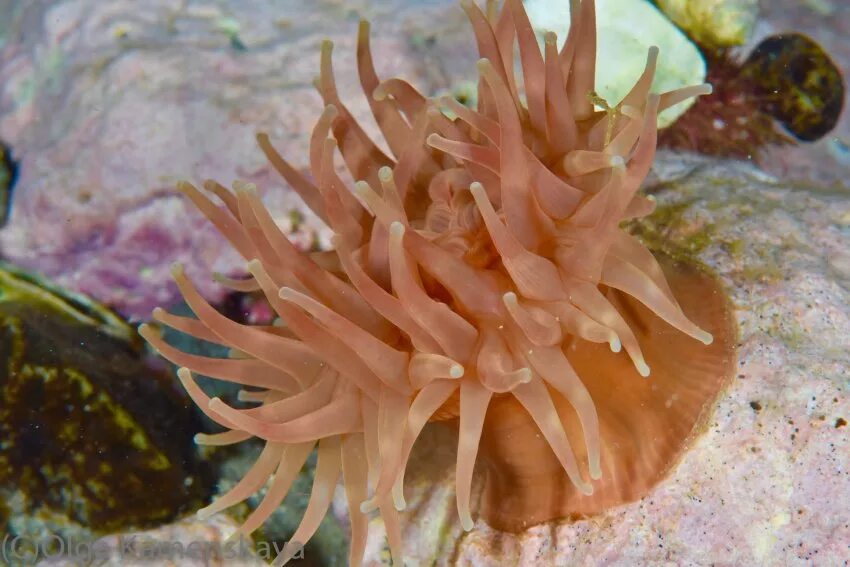 Коралл групп. Коралл групп. Коралл групп. Группа кораллы. Известковый скелет кораллов.