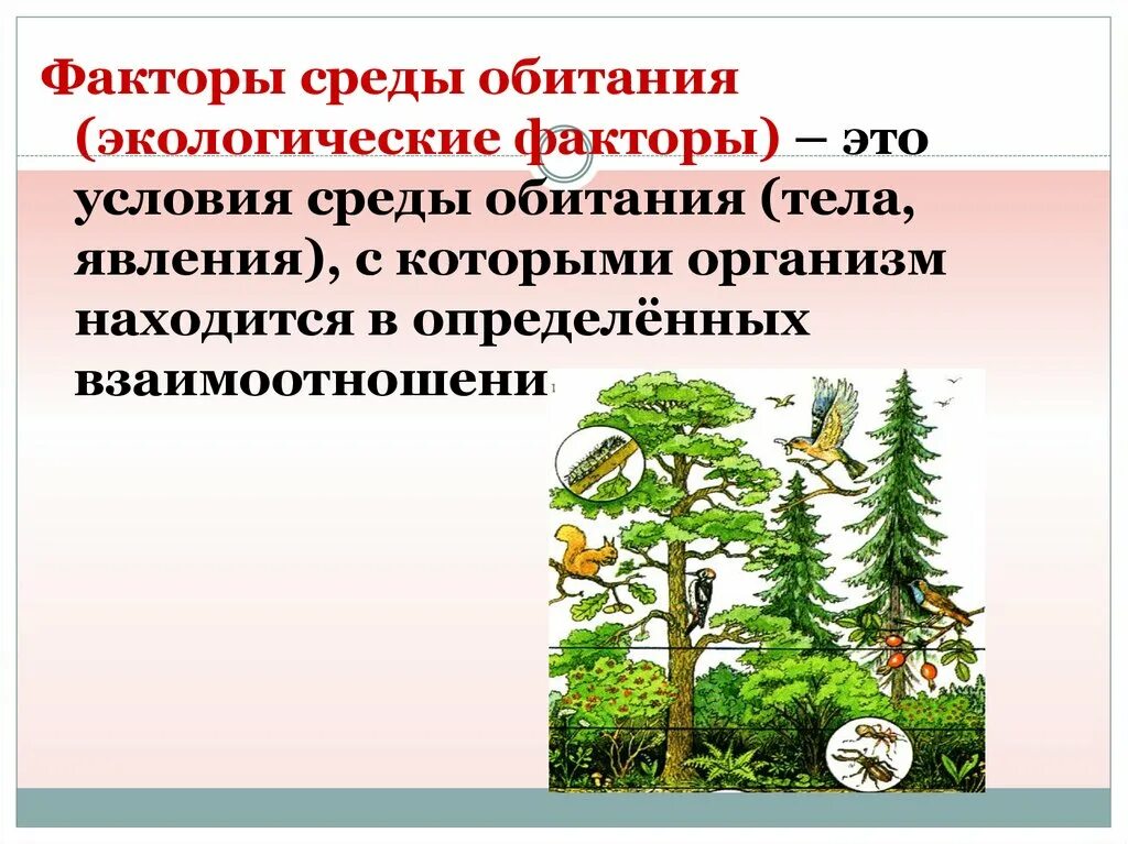 Факторы среды. Факторы среды обитания живых организмов. Экологические факторы среды обитания. Экология факторы среды обитания.