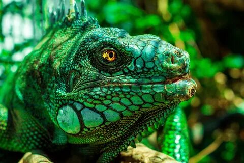 Chameleon ultra