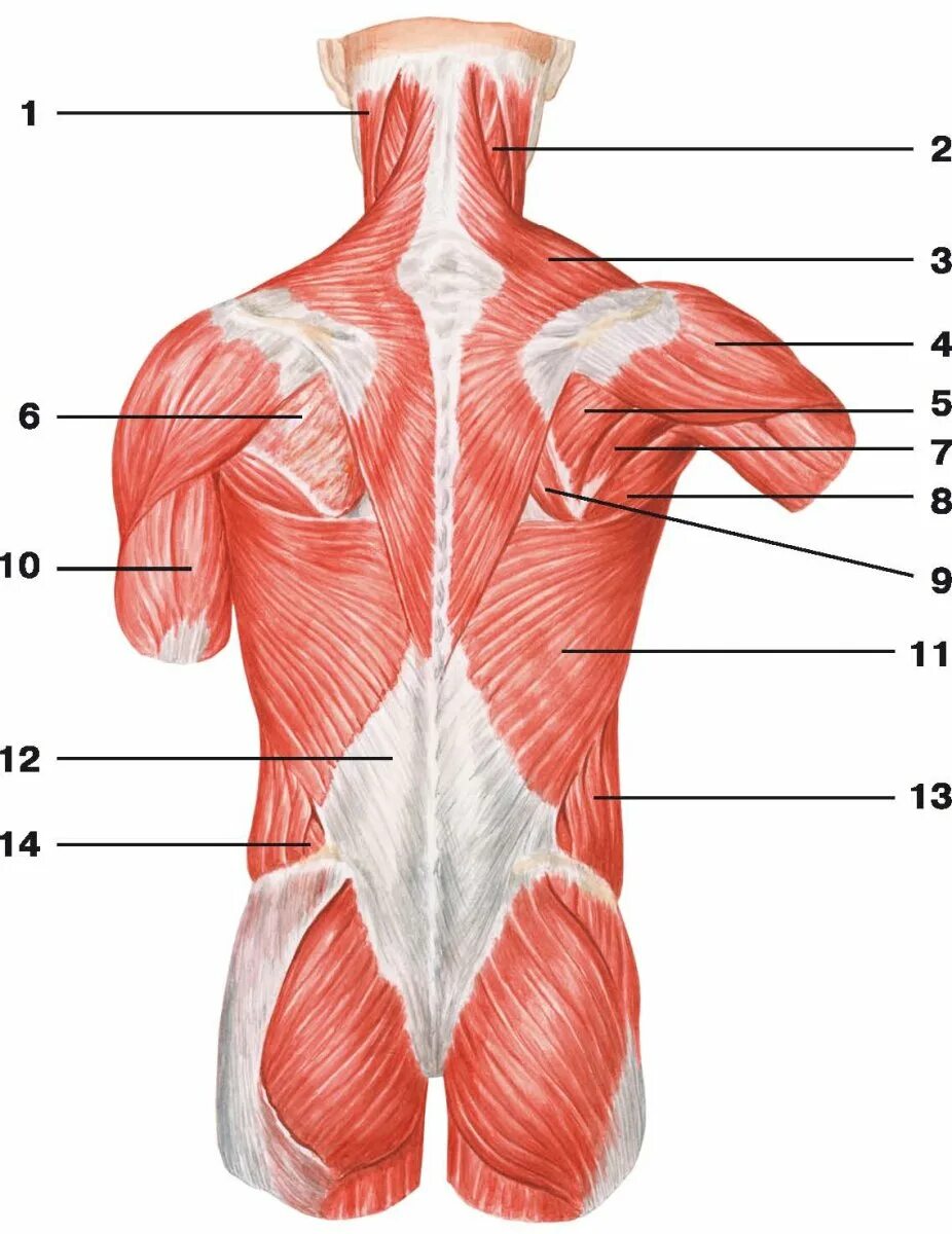 Мышцы и фасции спины анатомия. Атлас анатомии человека мышцы спины. Мышцы спины анатомия атлас.