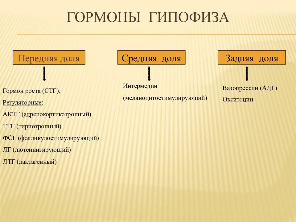 Гормон гипофиза сдать. В передней доле гипофиза синтезируется гормон. Гормоны задней доли гипофиза и их функции. Гормоны задней доли гипофиза таблица.