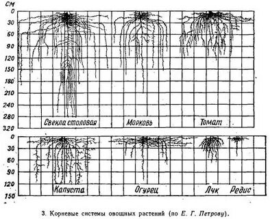 Корневой системы у томата