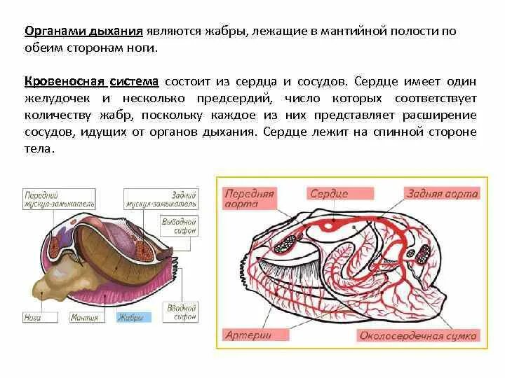 Органы мантийной полости. Кровеносная система моллюсков. Сердце моллюсков. Органы мантийной полости мидии.