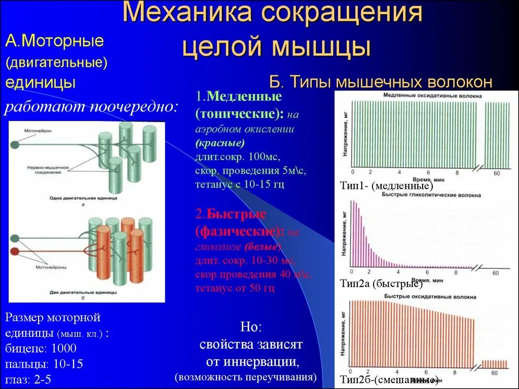 Типы мышечных волокон 1 2а 2б. Типы мышечных волокон быстрые и медленные. Диаметр разных типов мышечных волокон. Типы мышечных волокон двигательная единица мышц. Какой ток вызывает сокращение мышц