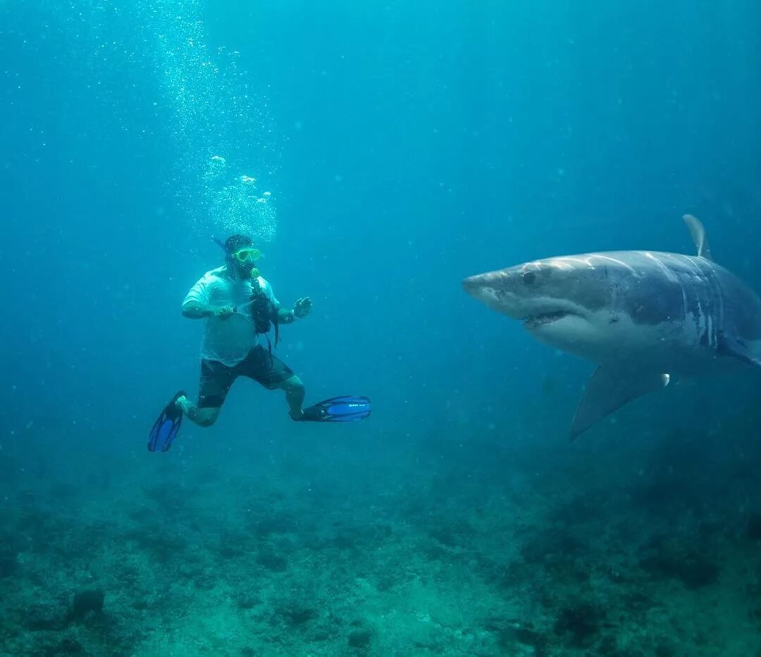 Нападение мальдивы. Рифовые акулы на Мальдивах. Белая акула. Акулы в тихом океане.