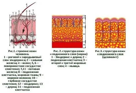 Строение подкожной жировой клетчатки